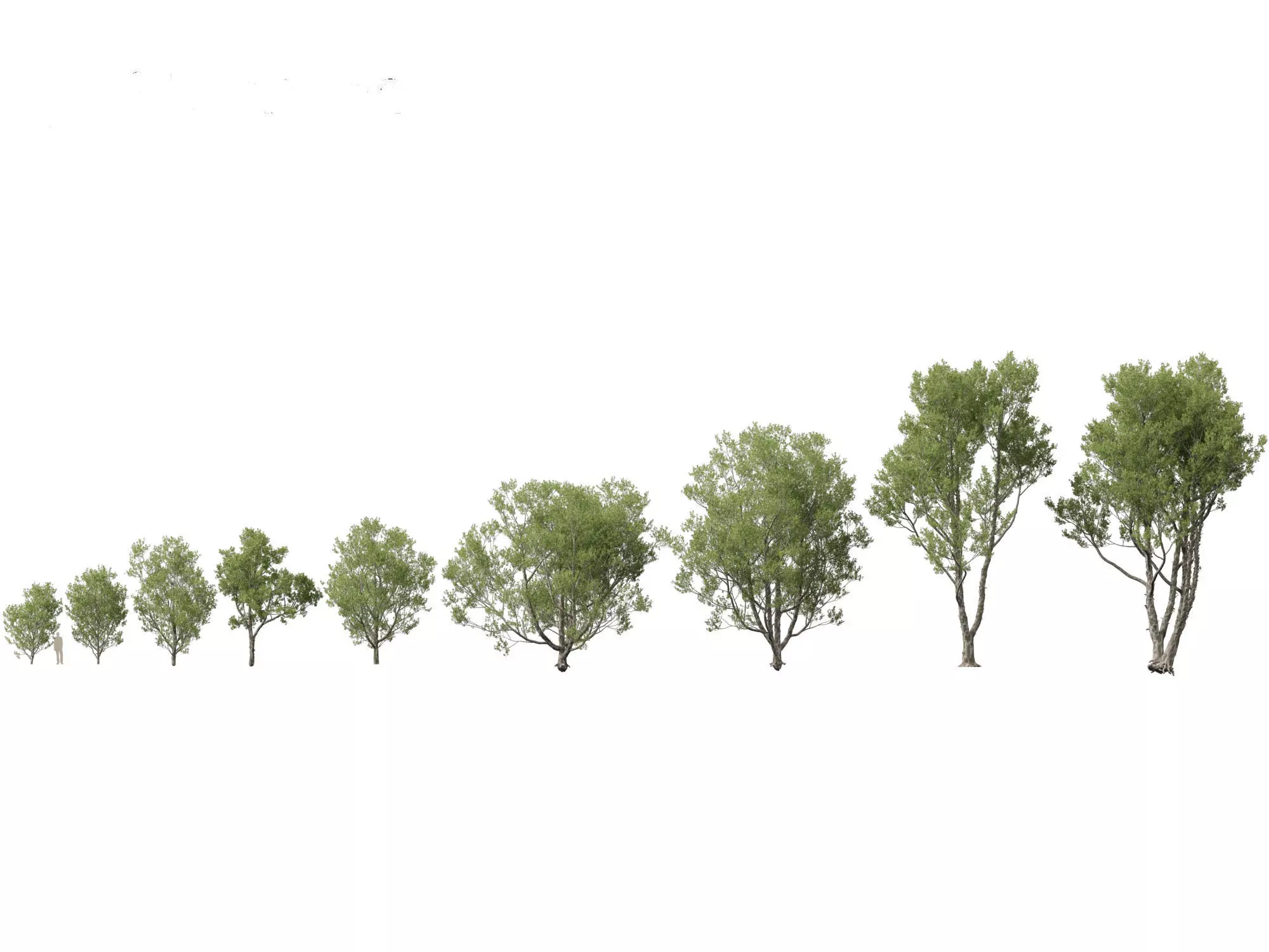 Pinus bungeana - Lacebark pine 3D model