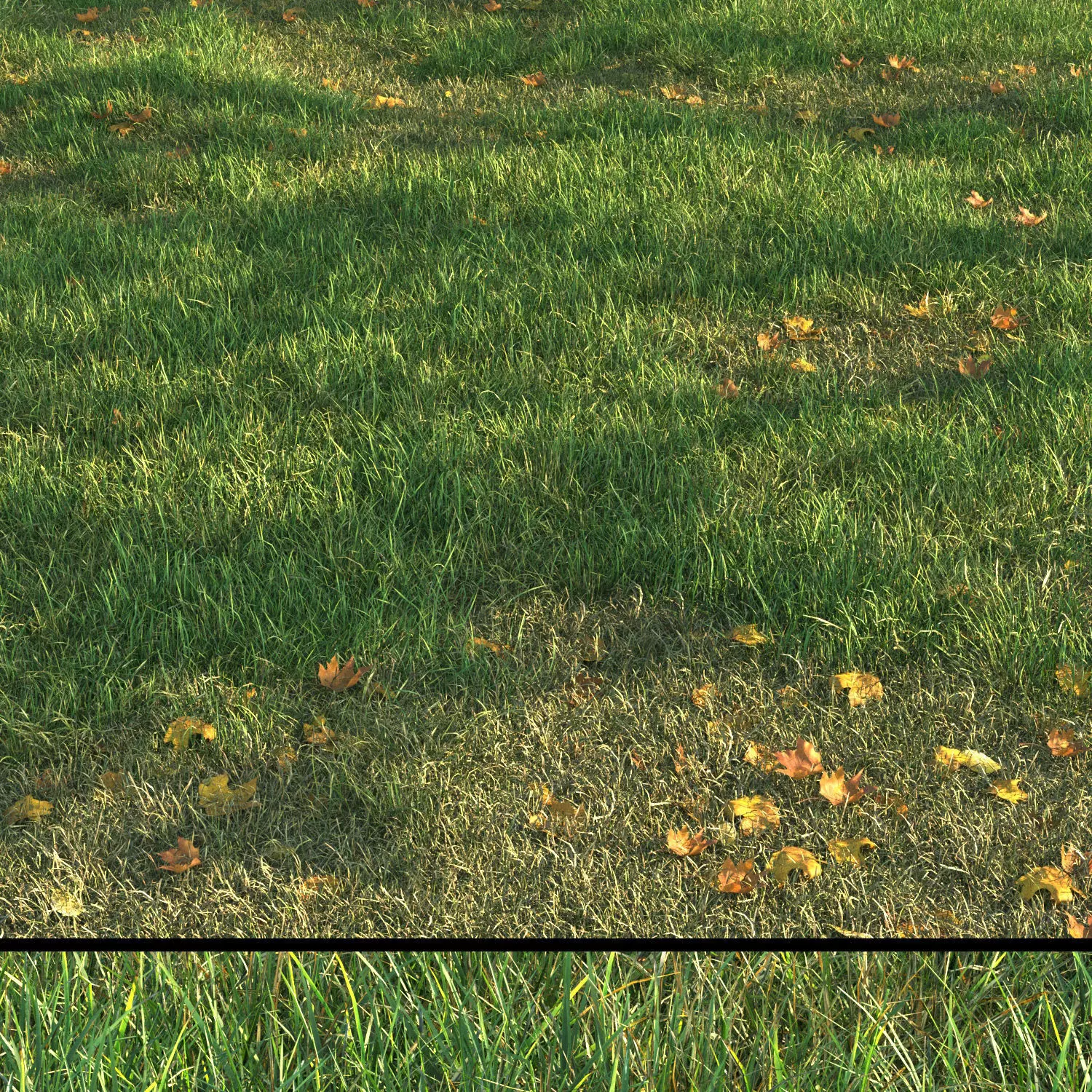 SHORT GRASS11 WITH LEAF 3D model_0