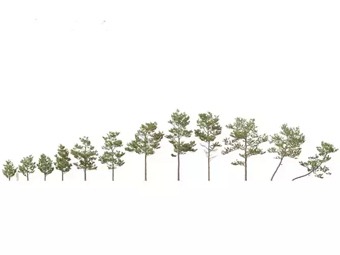 Pinus elliottii - Slash pine 3D model