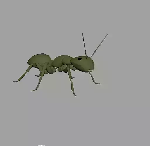 Ant 3d model