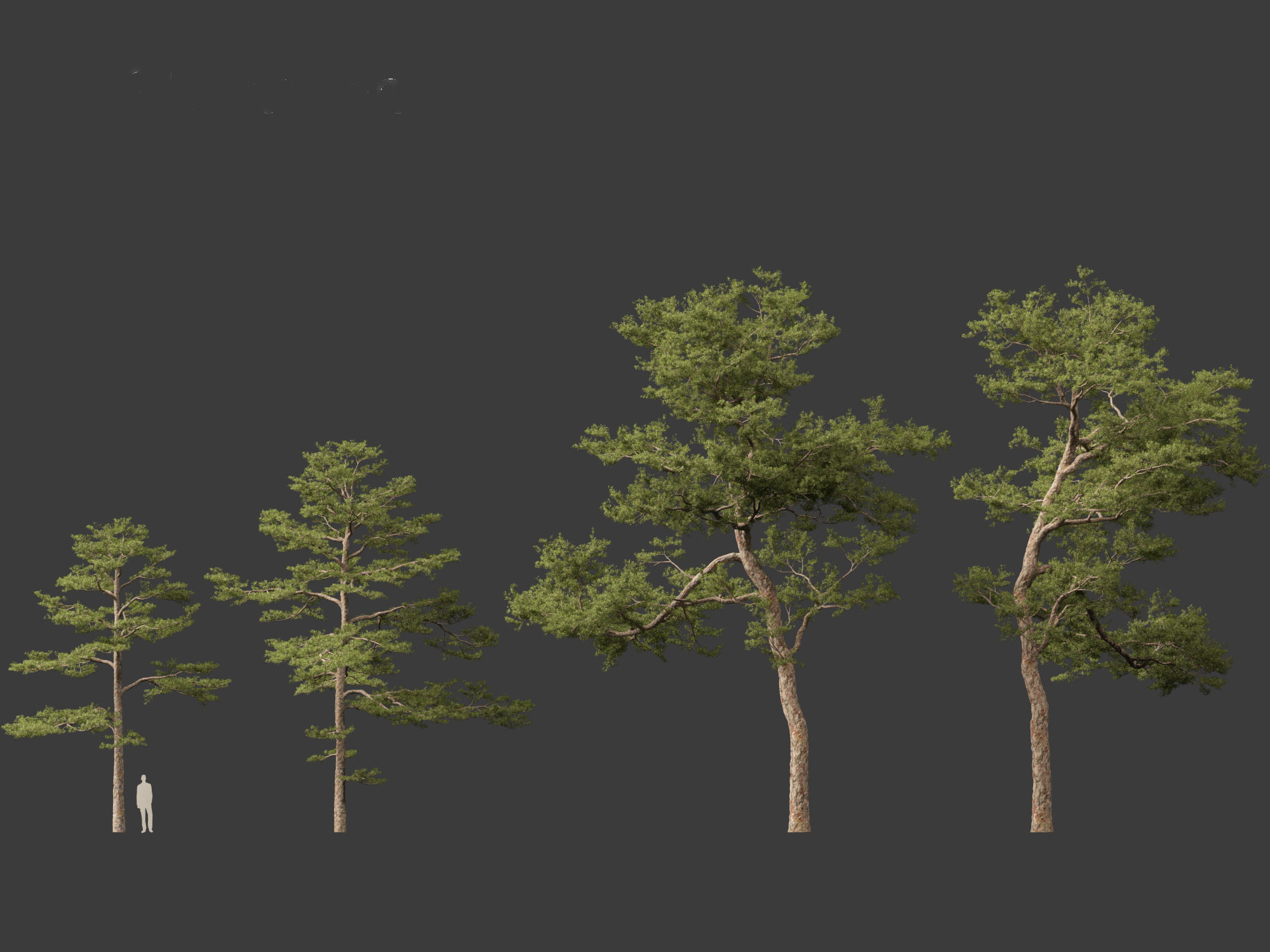 Pinus sylvestris - Scots pine 3D model_5