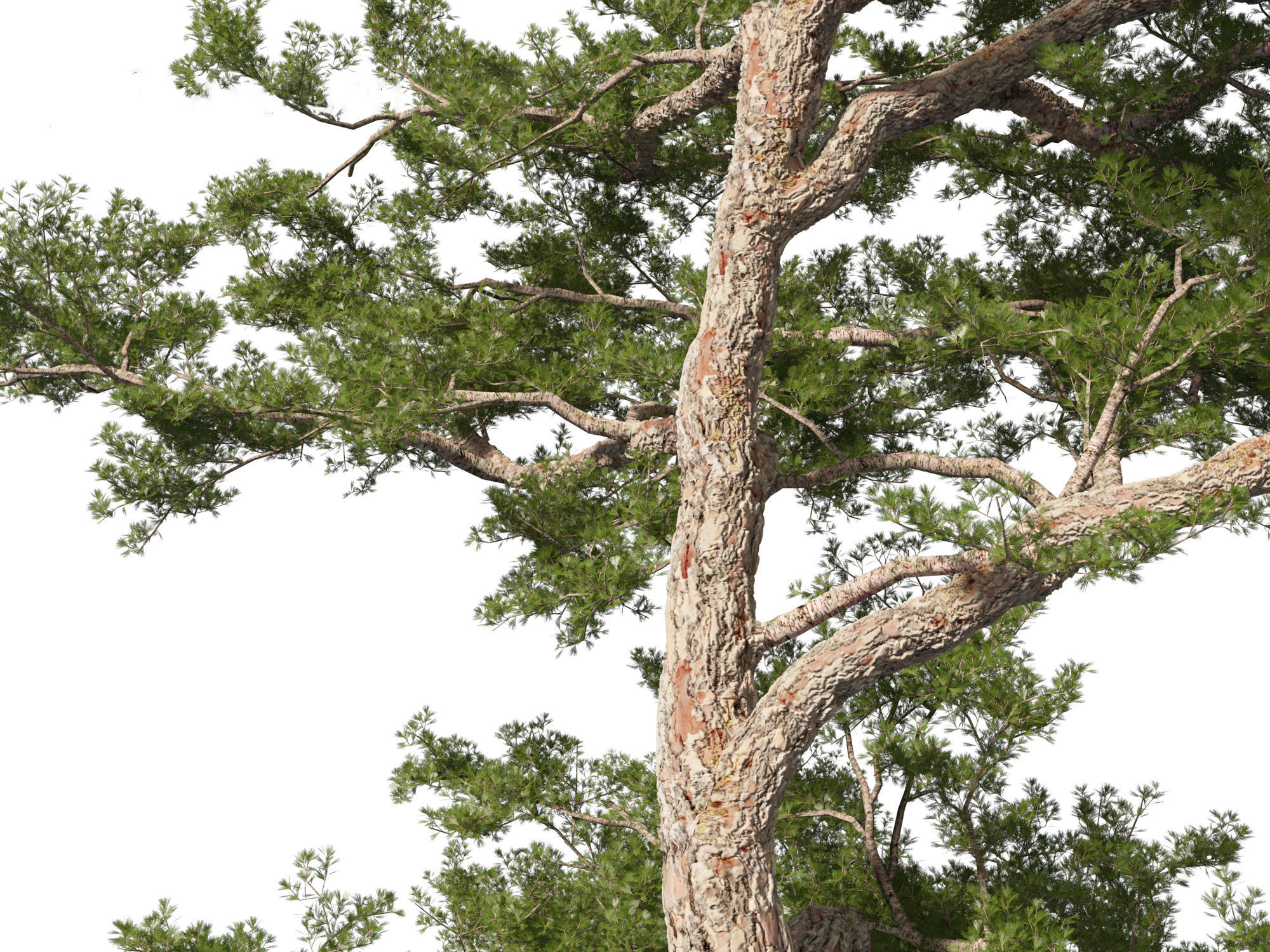 Pinus sylvestris - Scots pine 3D model_7
