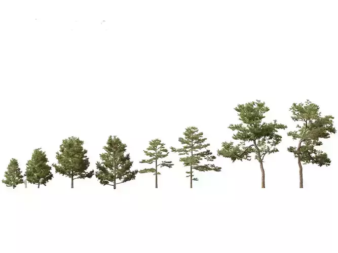 Pinus sylvestris - Scots pine