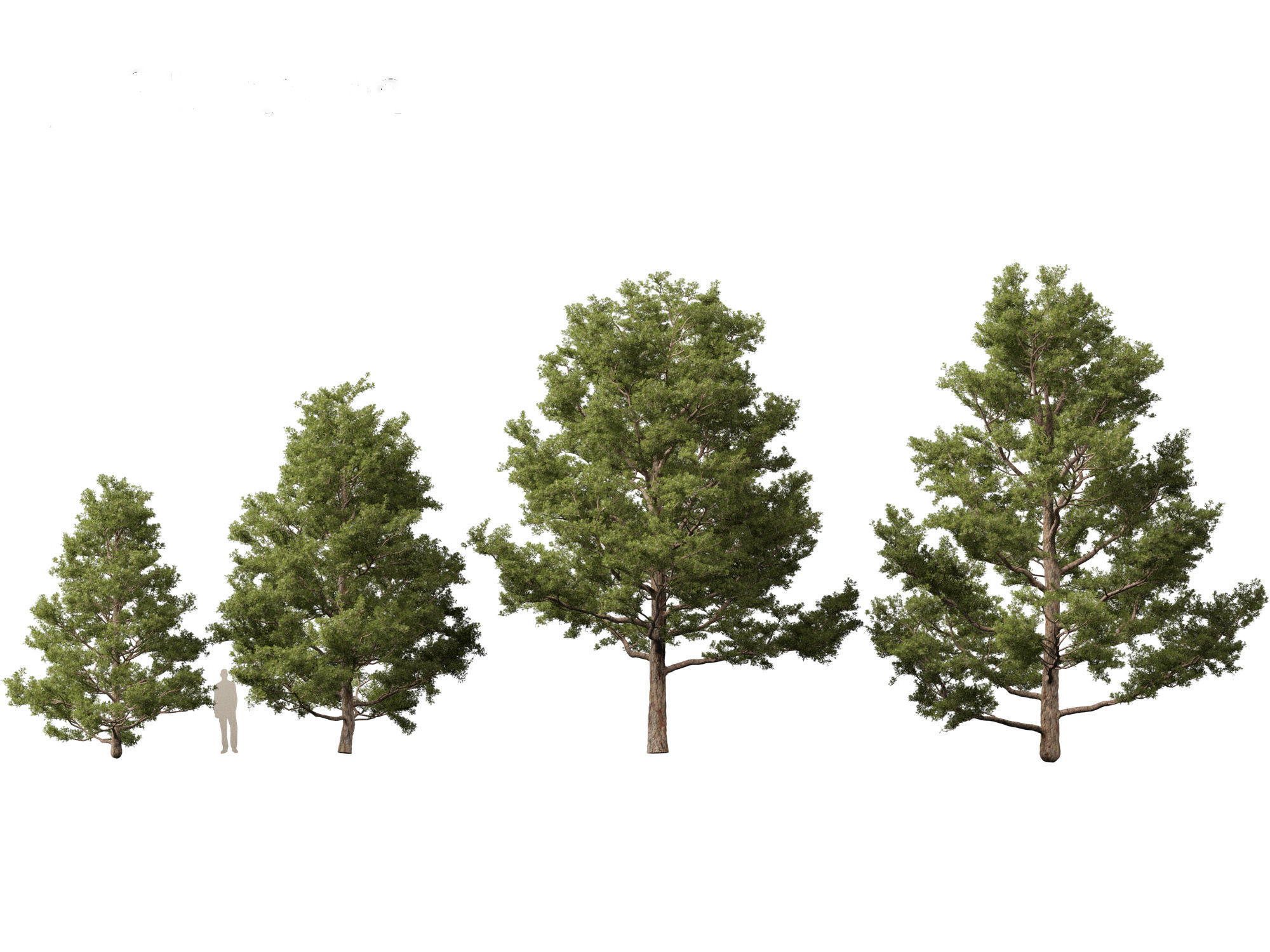 Pinus sylvestris - Scots pine 3D model_2
