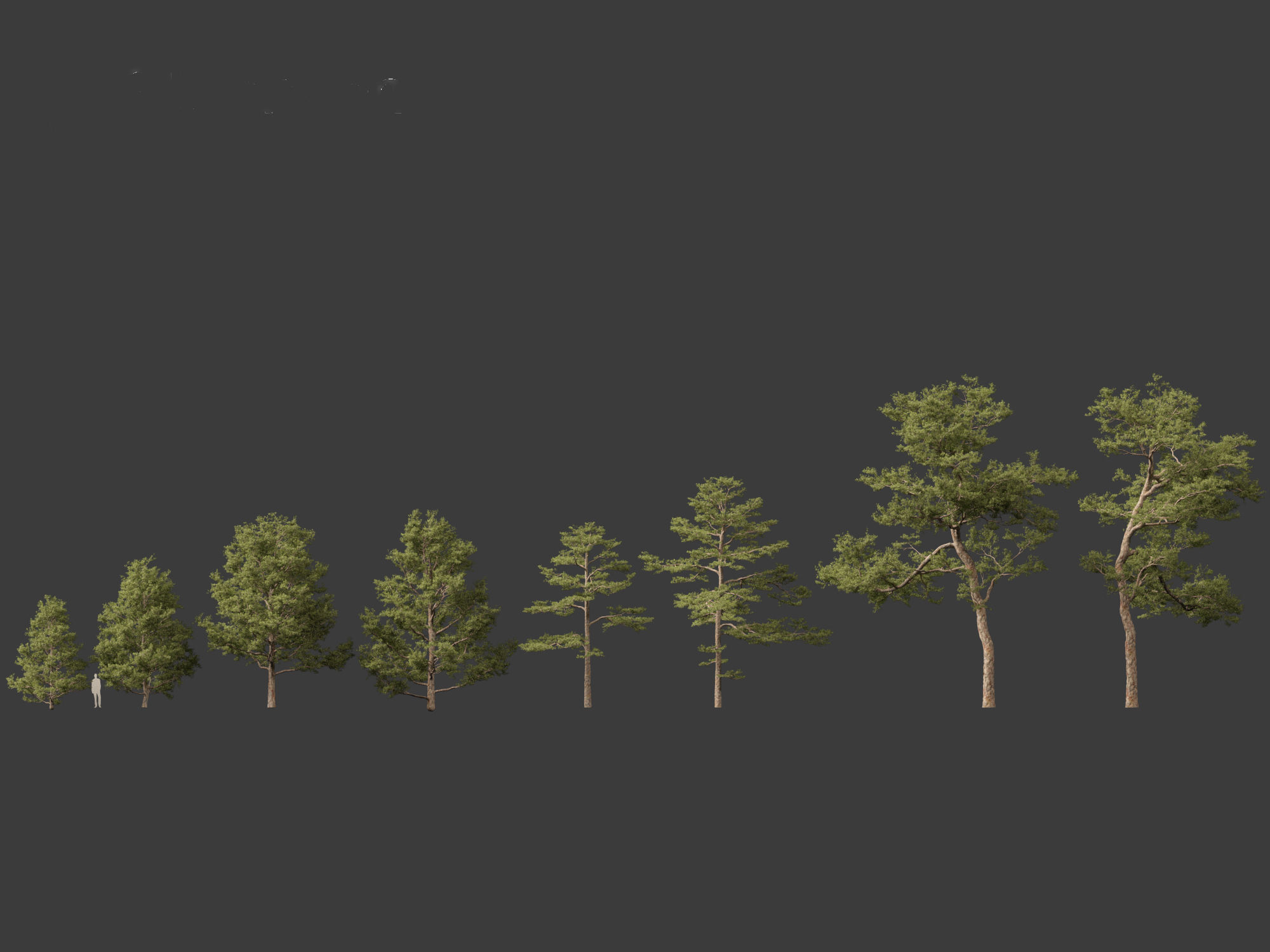 Pinus sylvestris - Scots pine 3D model_1