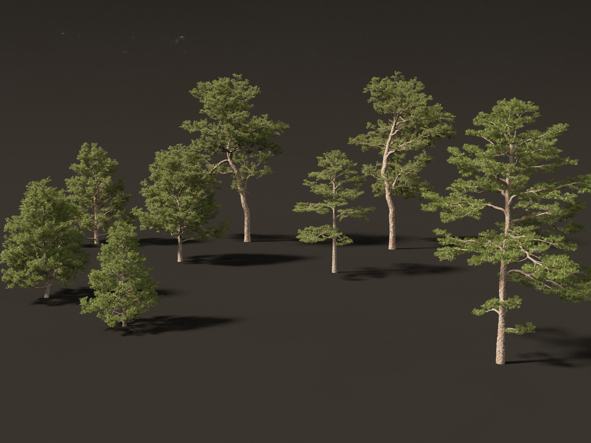 Pinus sylvestris - Scots pine 3D model_6