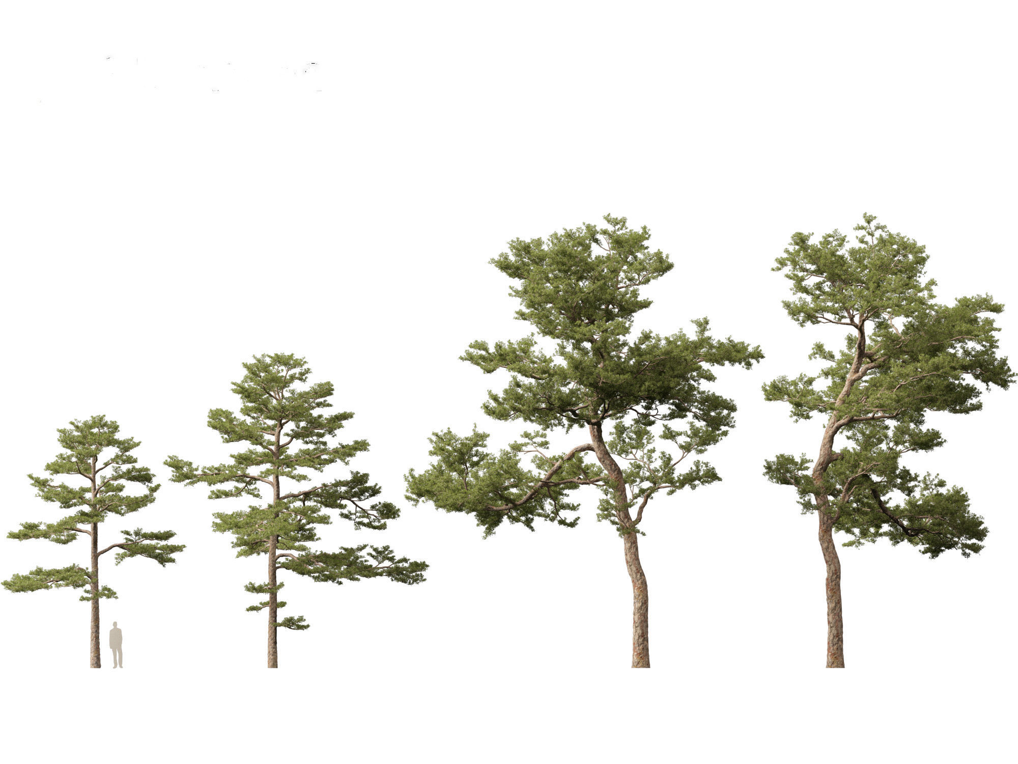 Pinus sylvestris - Scots pine 3D model_4
