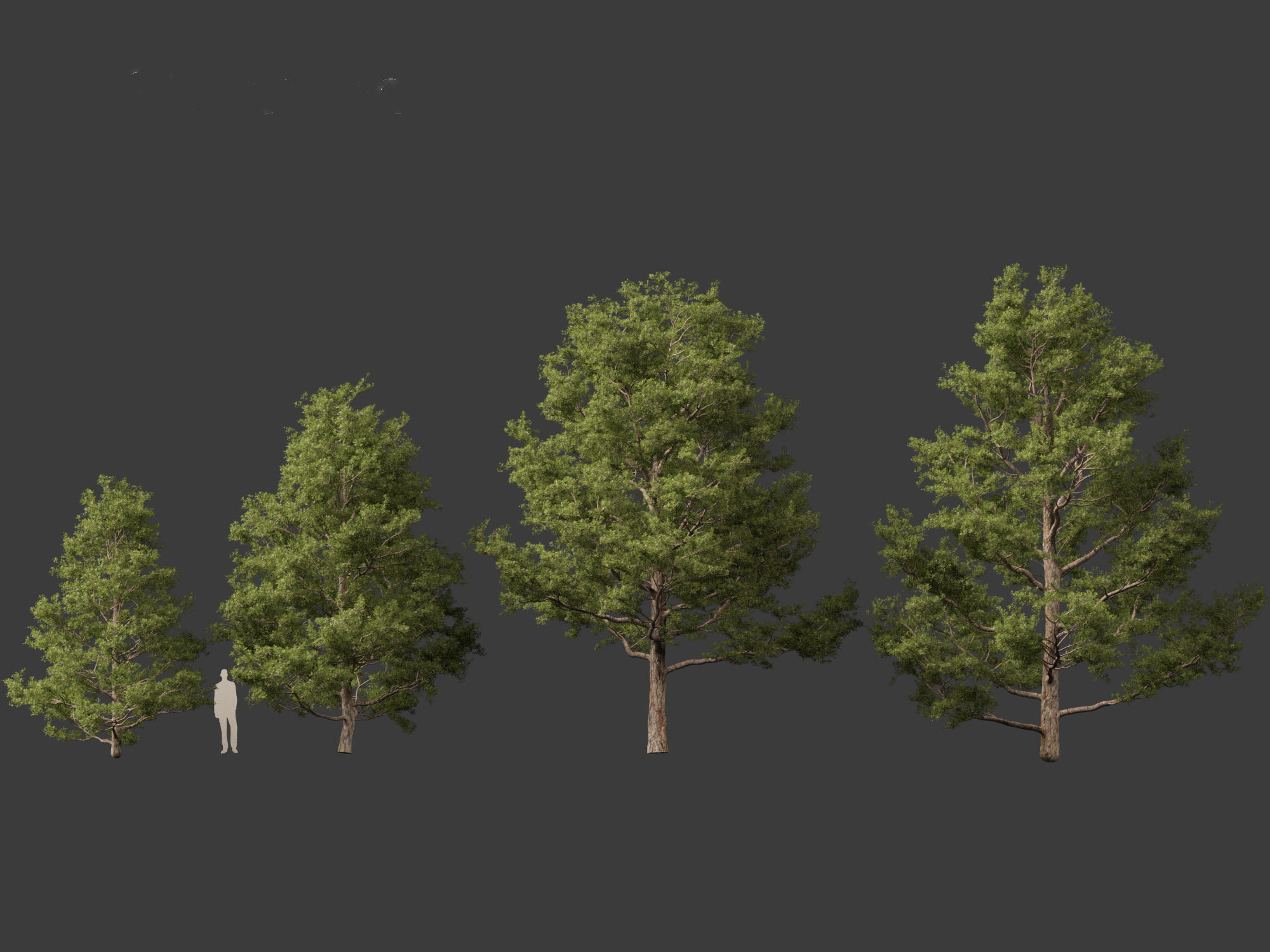 Pinus sylvestris - Scots pine 3D model_3