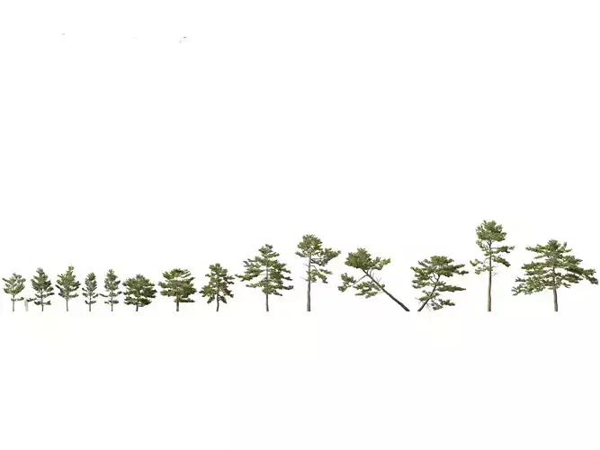 Pinus tabuliformis - Chinese pine