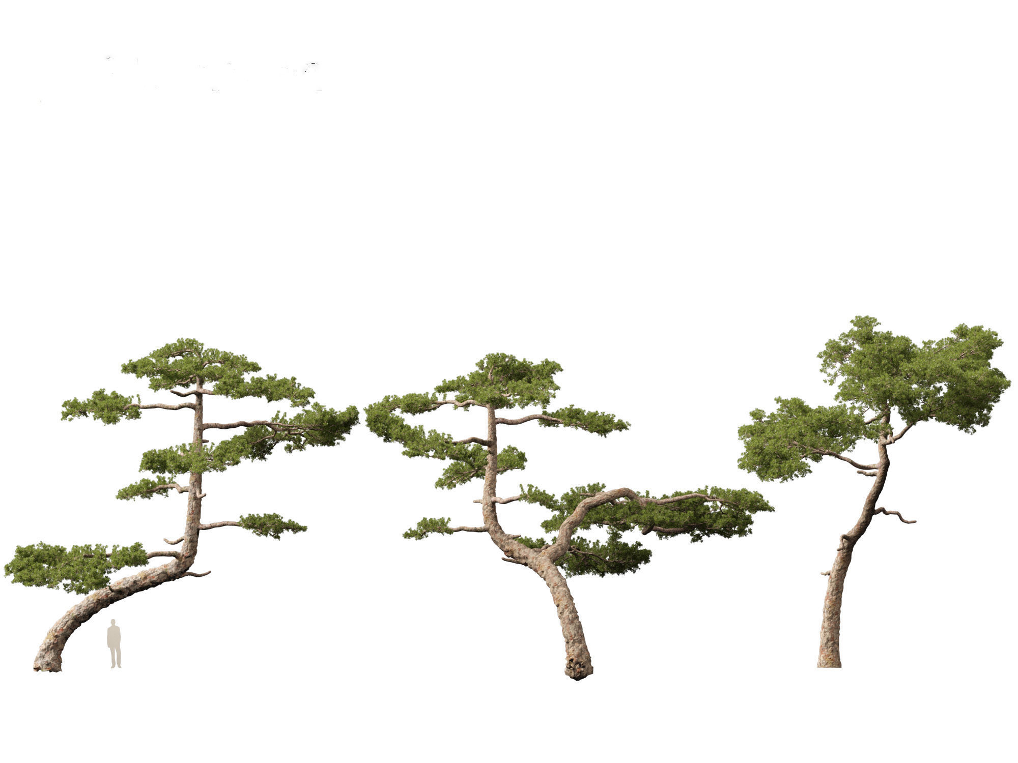 Pinus taiwanensis - the Taiwan red pine 01 3D model_8