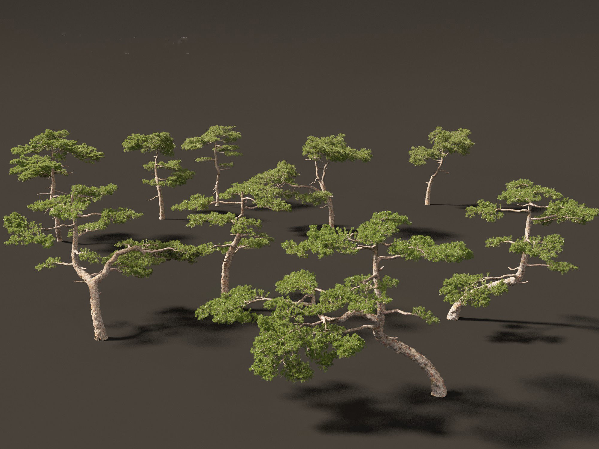 Pinus taiwanensis - the Taiwan red pine 01 3D model_2