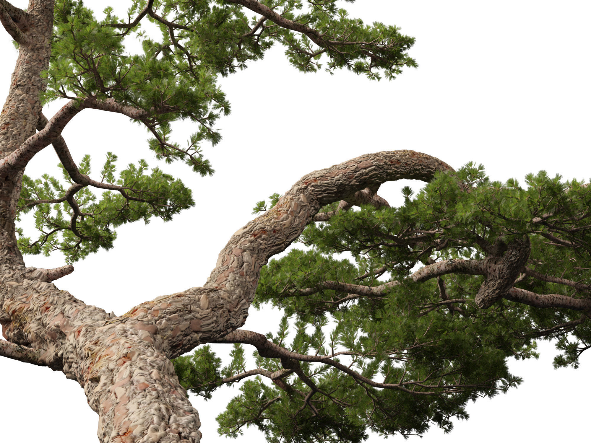 Pinus taiwanensis - the Taiwan red pine 01 3D model_10