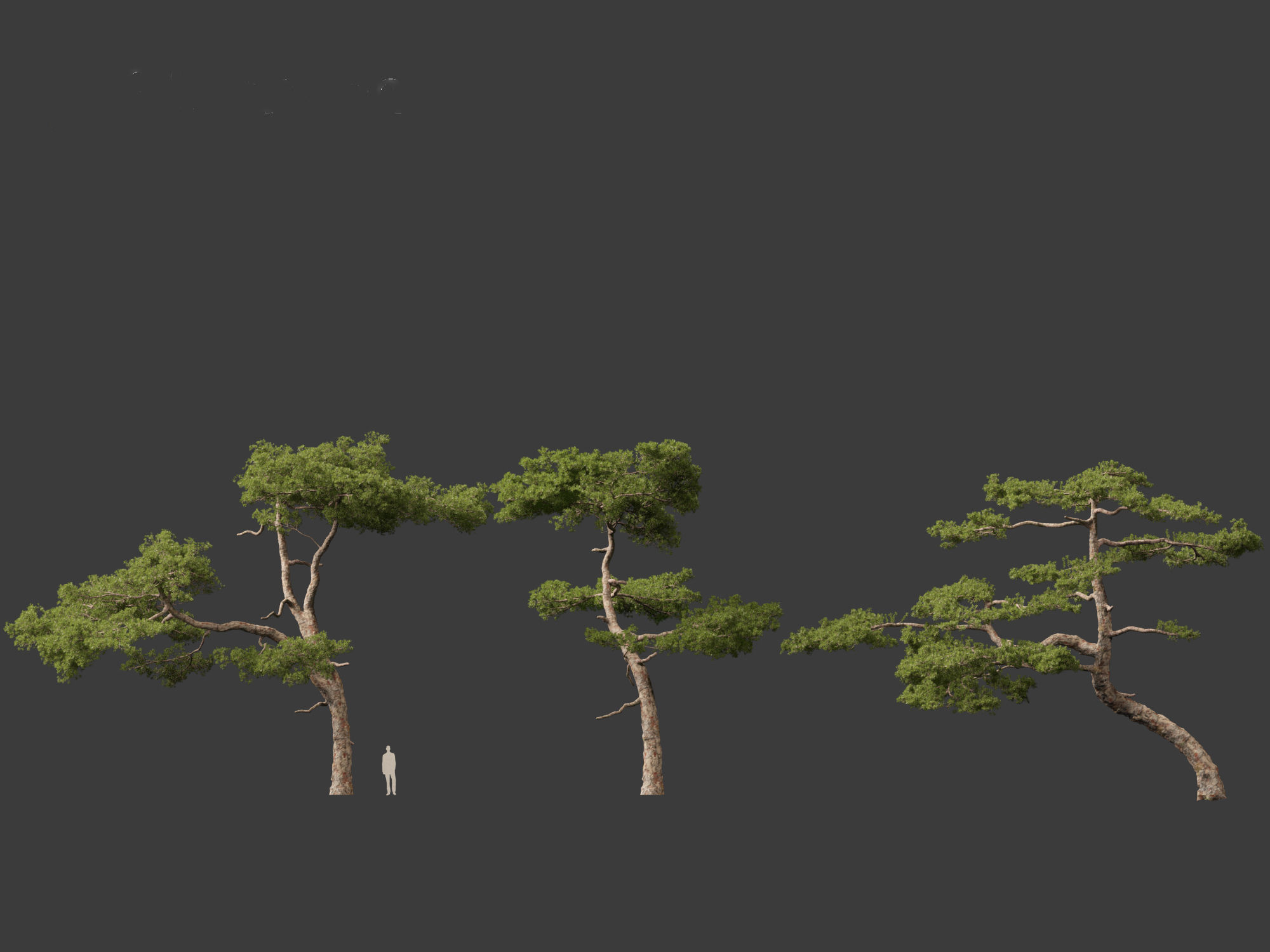 Pinus taiwanensis - the Taiwan red pine 01 3D model_7