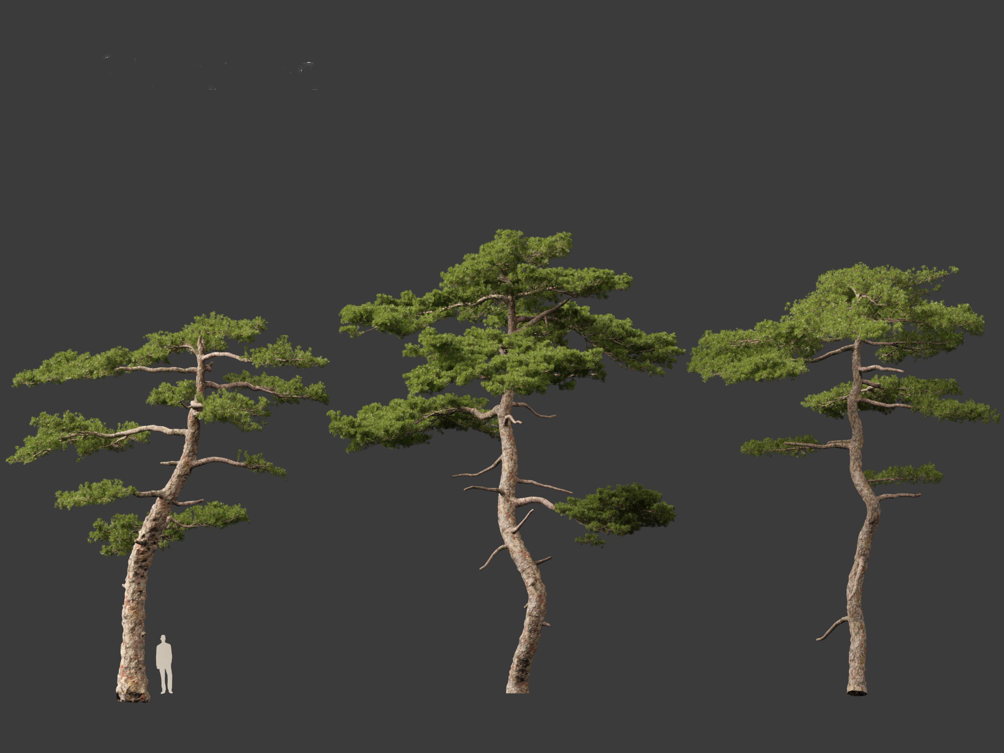 Pinus taiwanensis - the Taiwan red pine 01 3D model_5