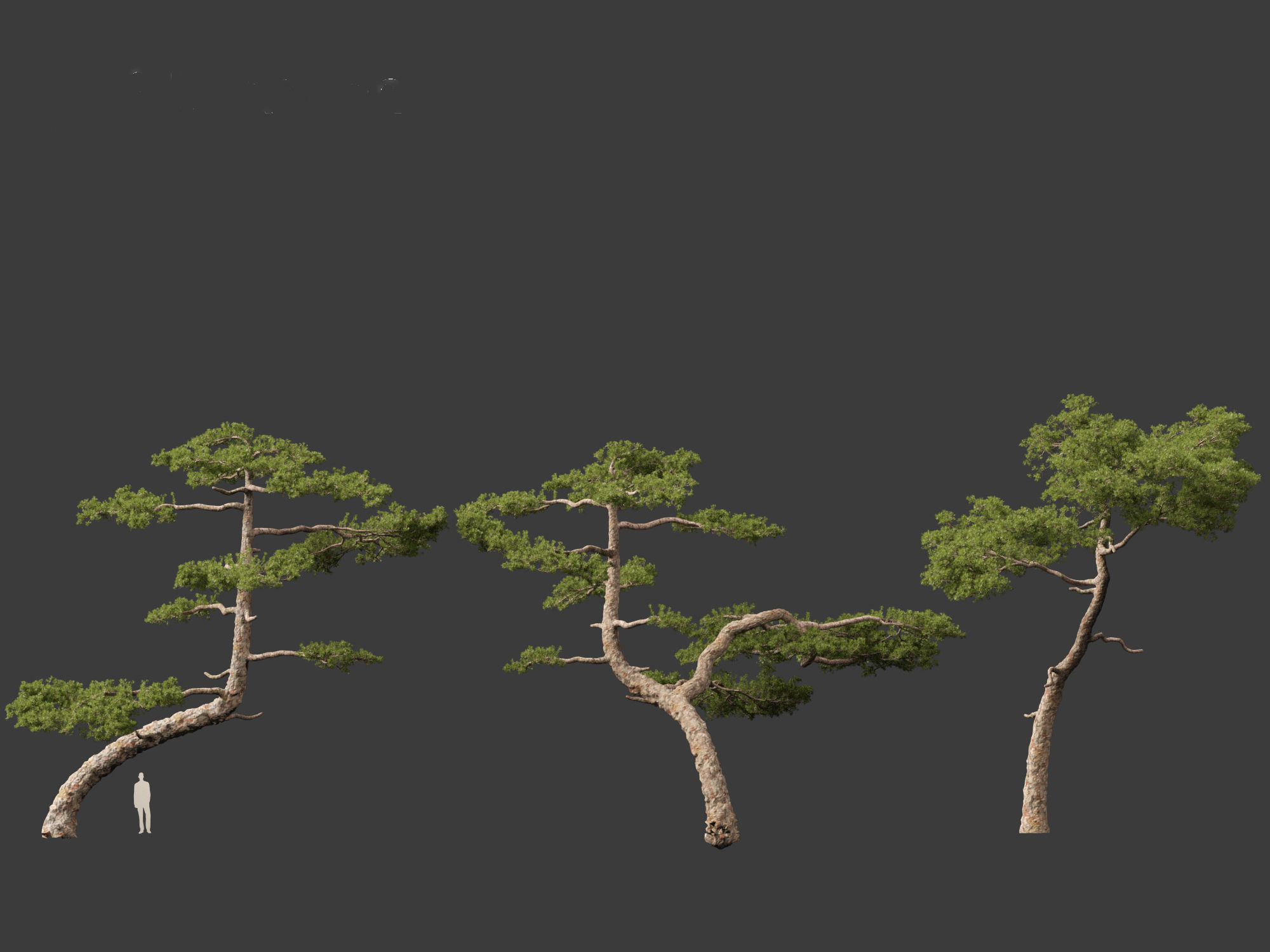 Pinus taiwanensis - the Taiwan red pine 01 3D model_9