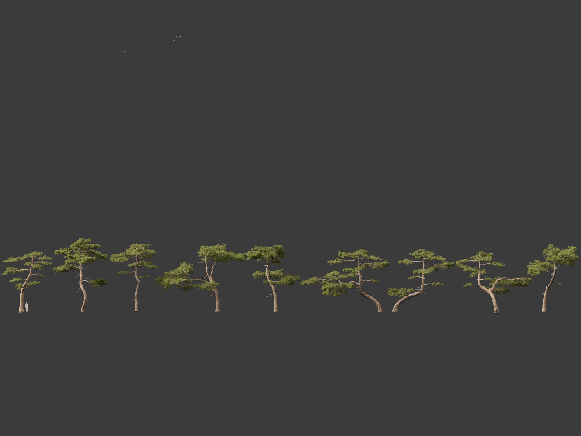 Pinus taiwanensis - the Taiwan red pine 01 3D model_3
