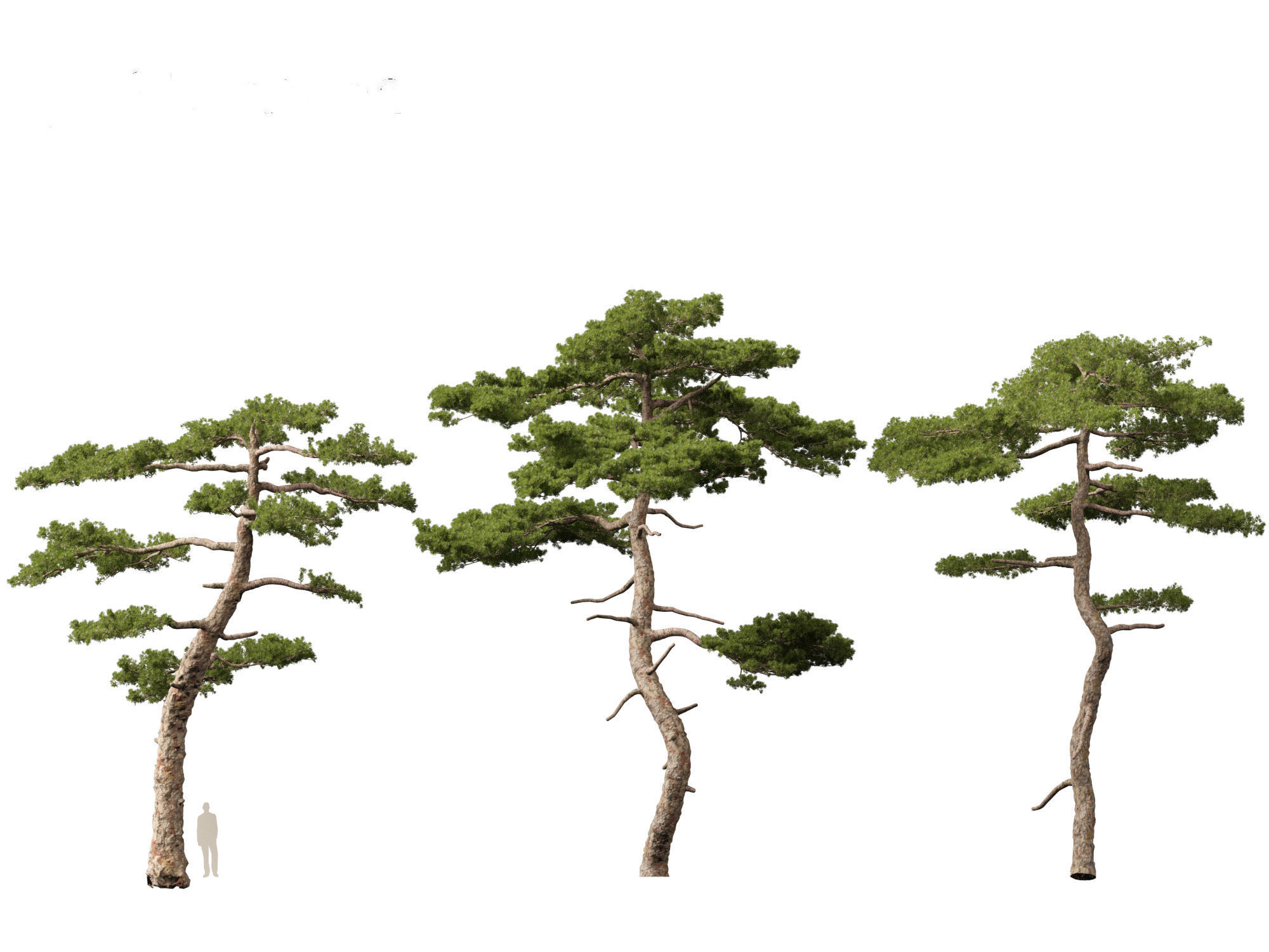 Pinus taiwanensis - the Taiwan red pine 01 3D model_4