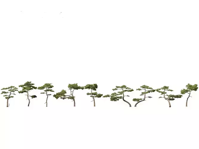 Pinus taiwanensis - the Taiwan red pine 01