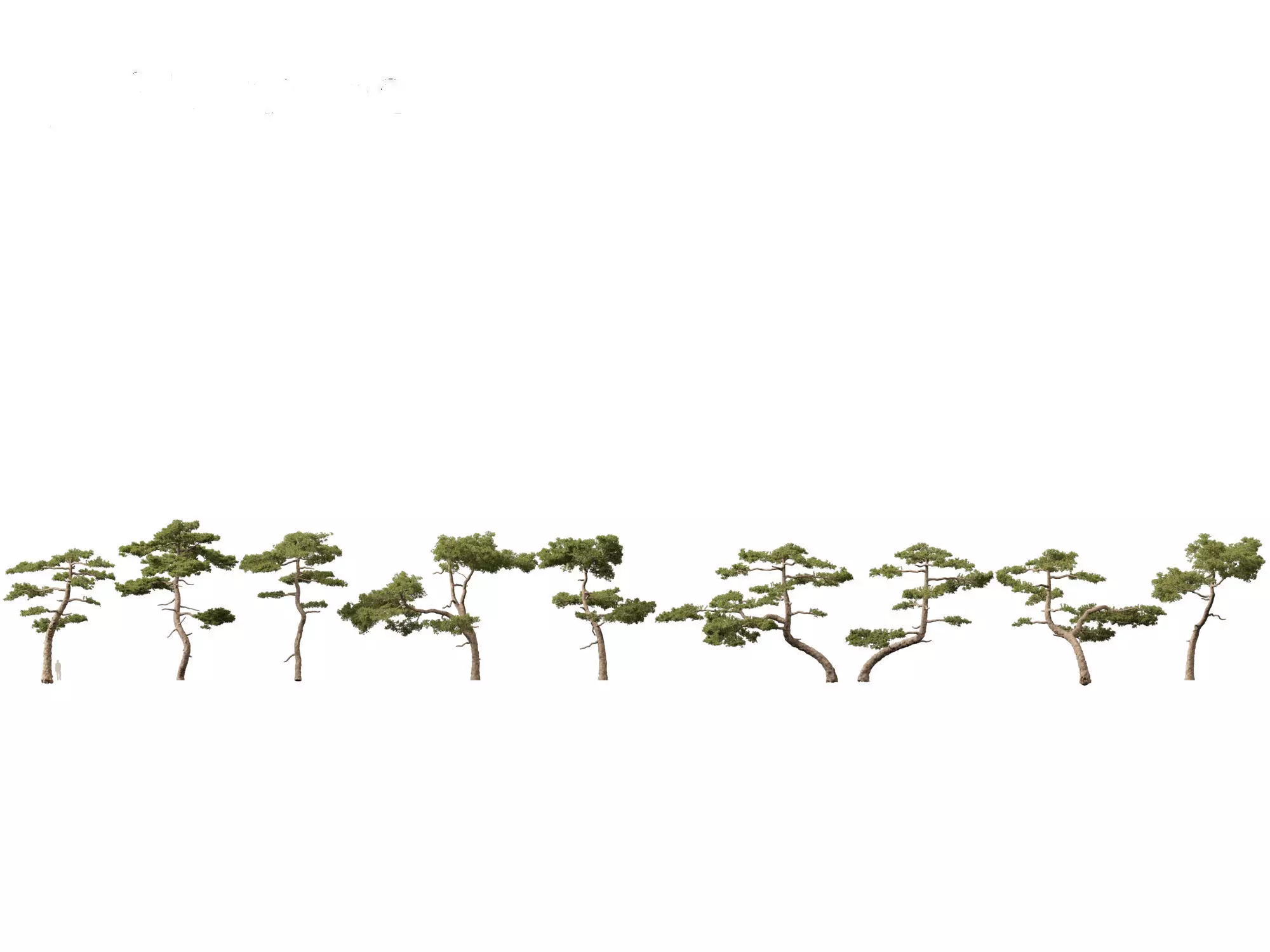 Pinus taiwanensis - the Taiwan red pine 01 3D model_0