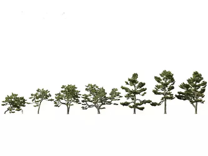 Pinus thunbergii - Japanese black pine