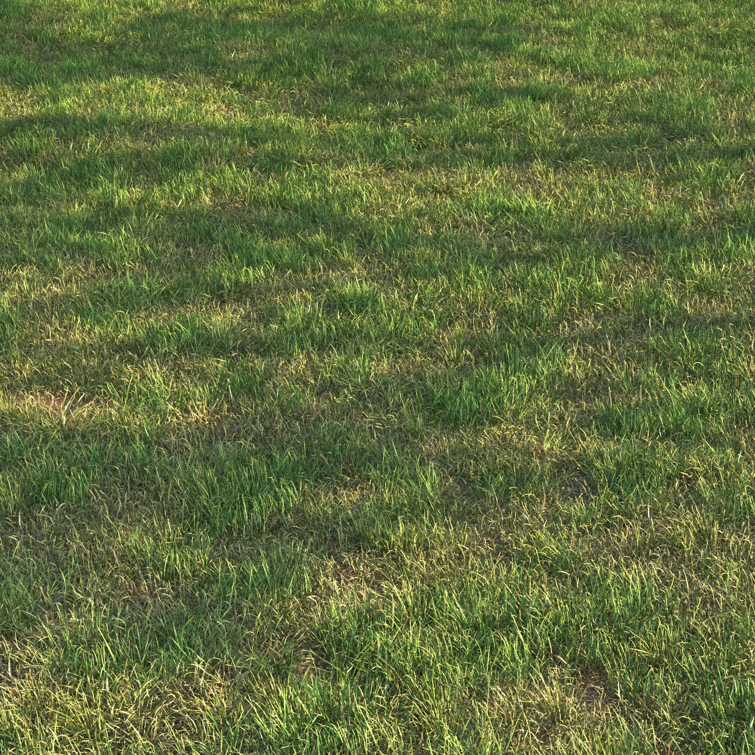 grass12 3D model_0