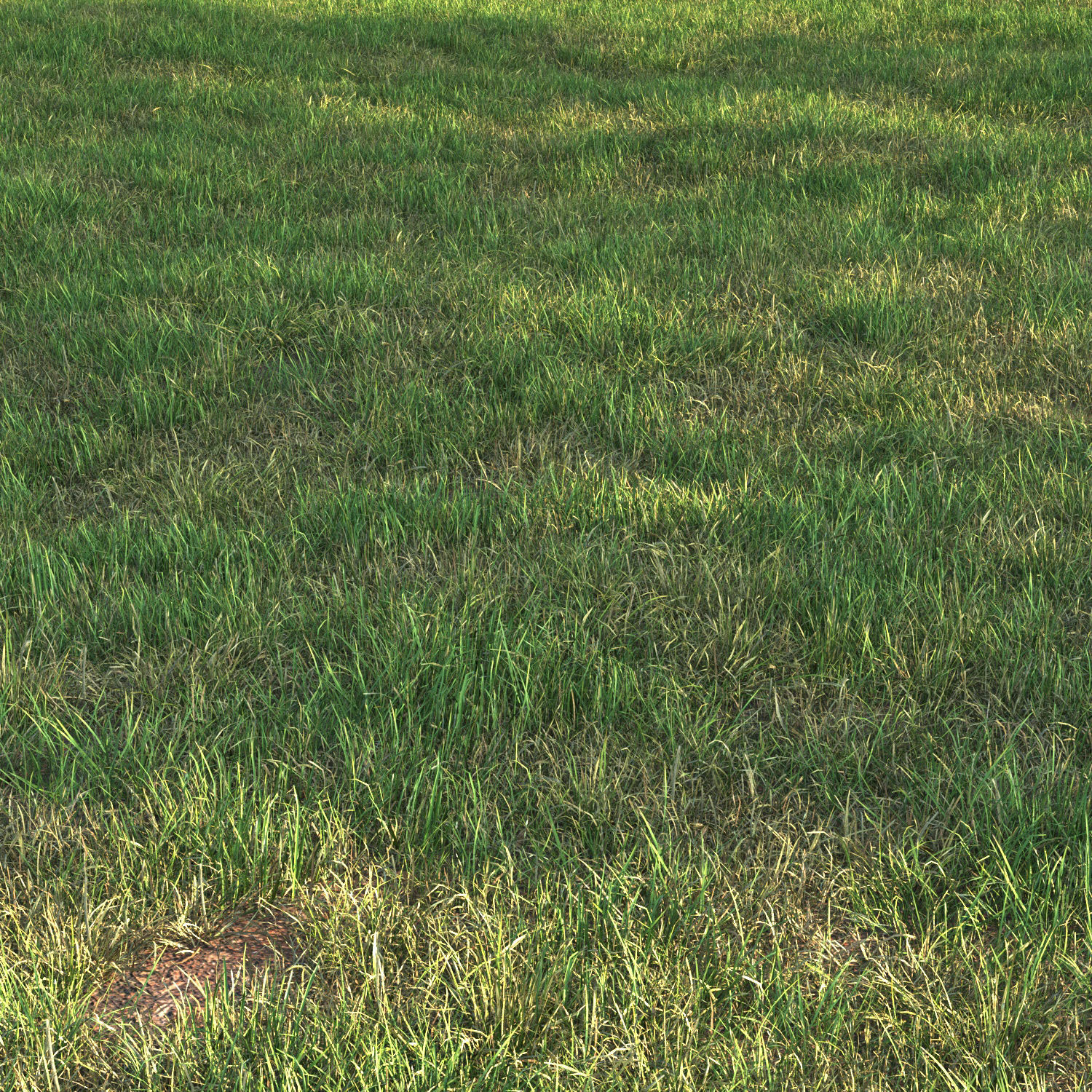 grass12 3D model_1