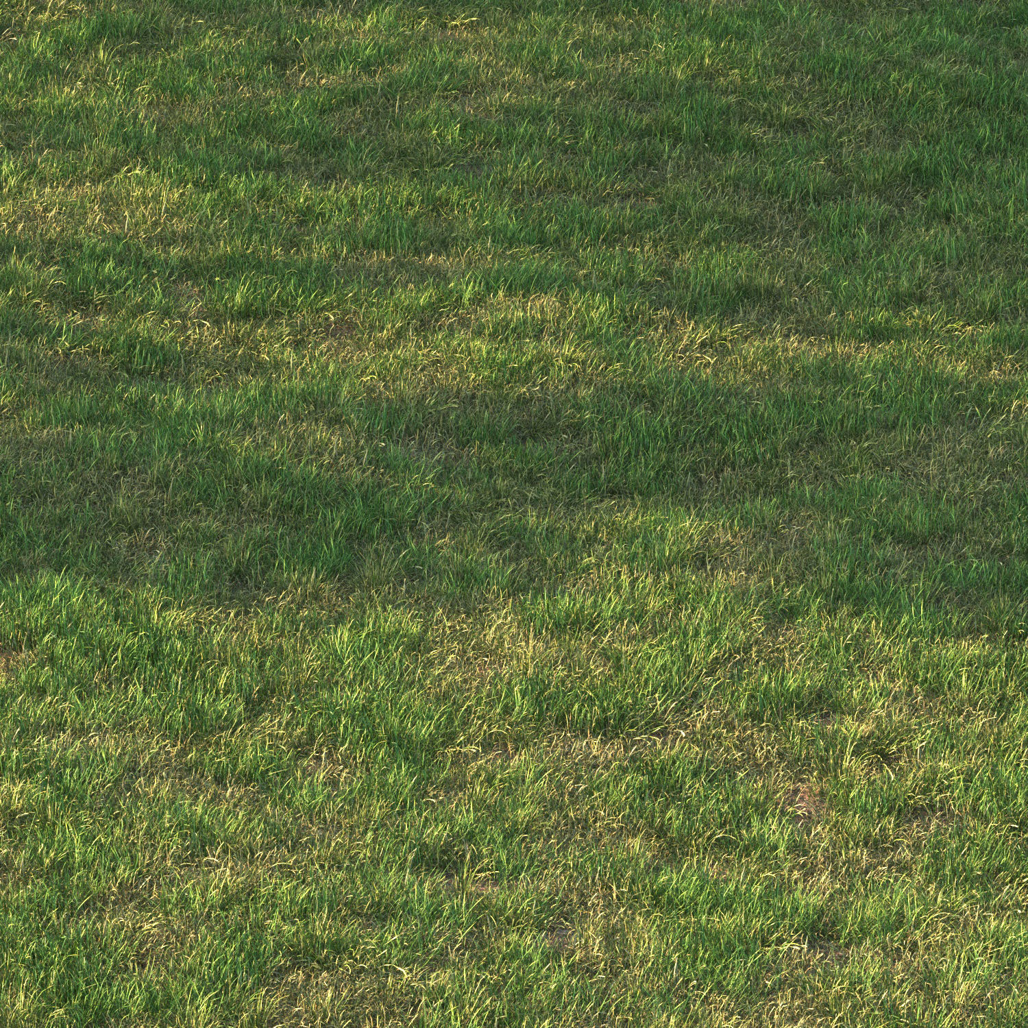 grass12 3D model_2