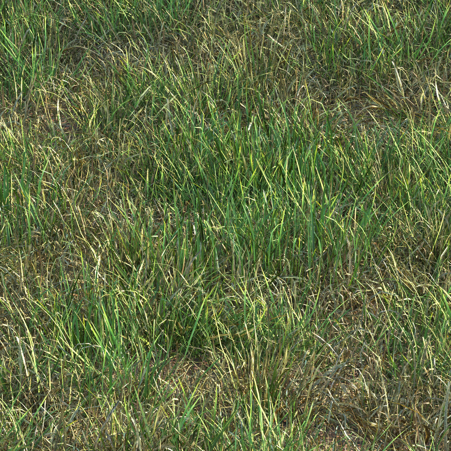 grass12 3D model_3