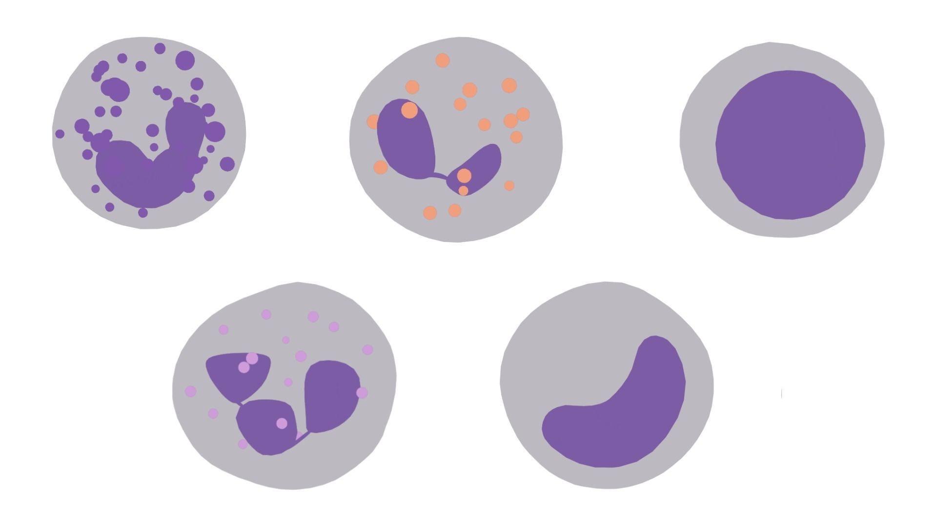 White Blood Cells 3D model_4