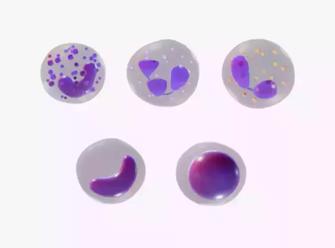 White Blood Cells 3D model