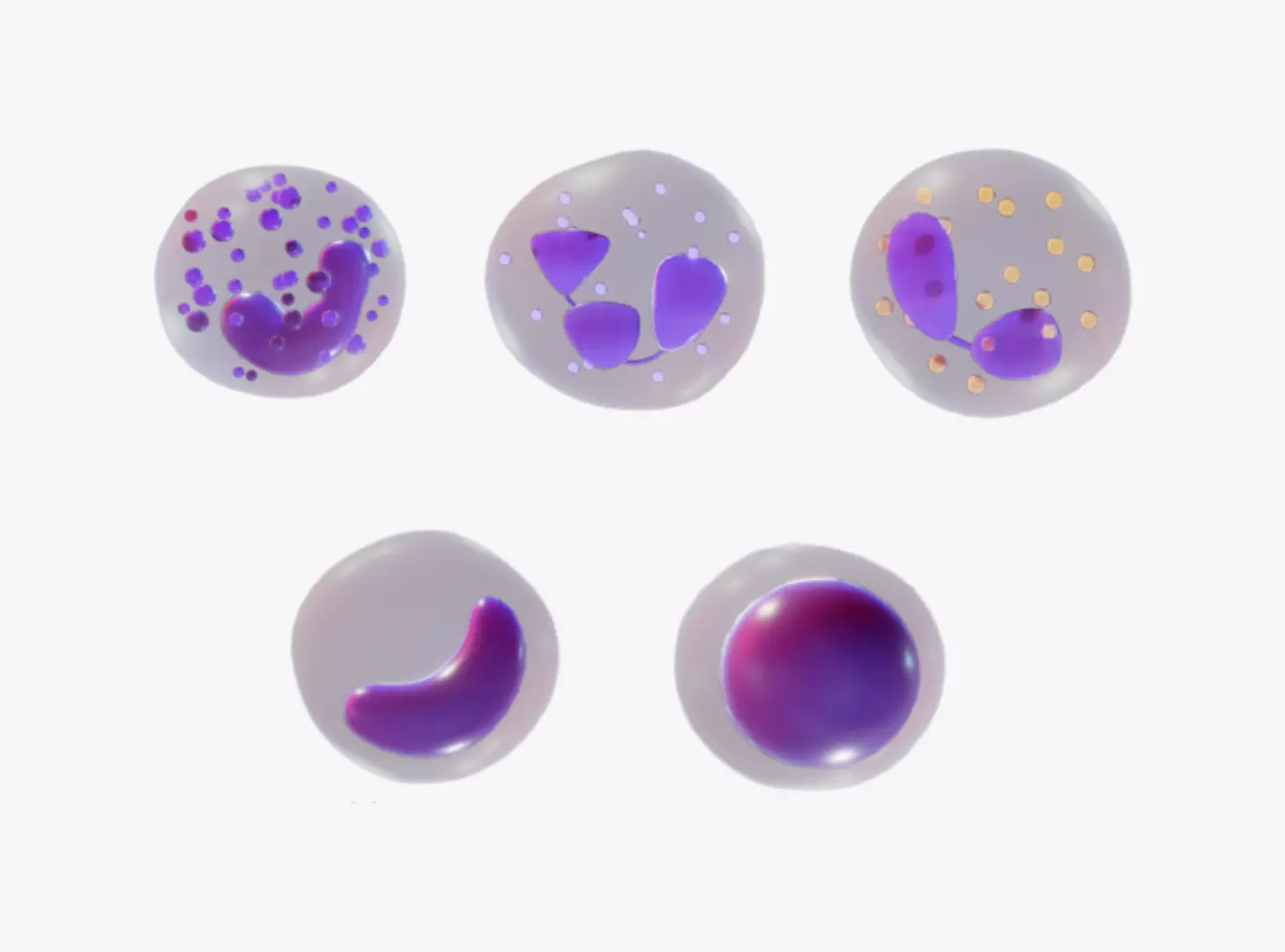 White Blood Cells 3D model_0