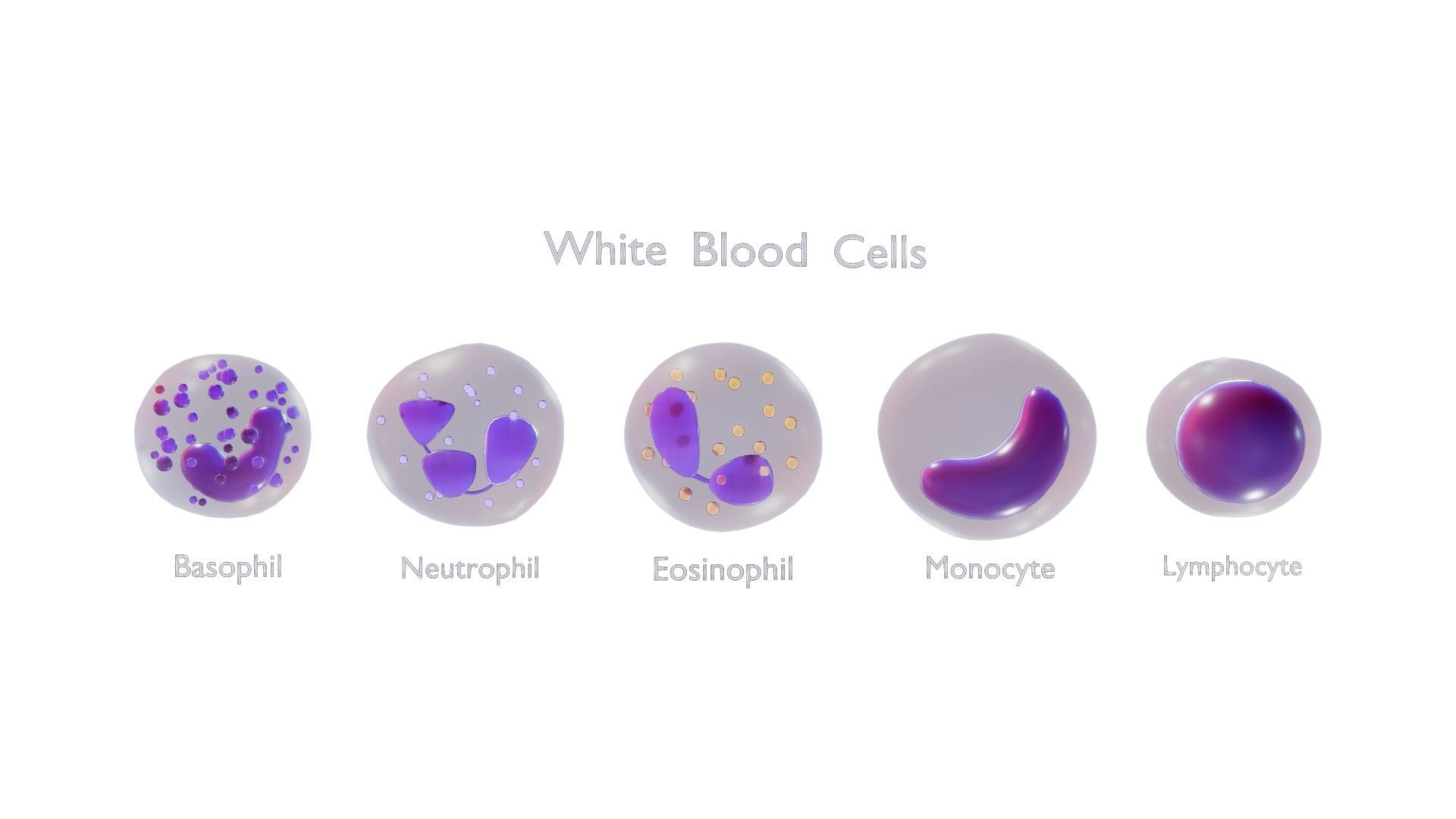 White Blood Cells 3D model_3