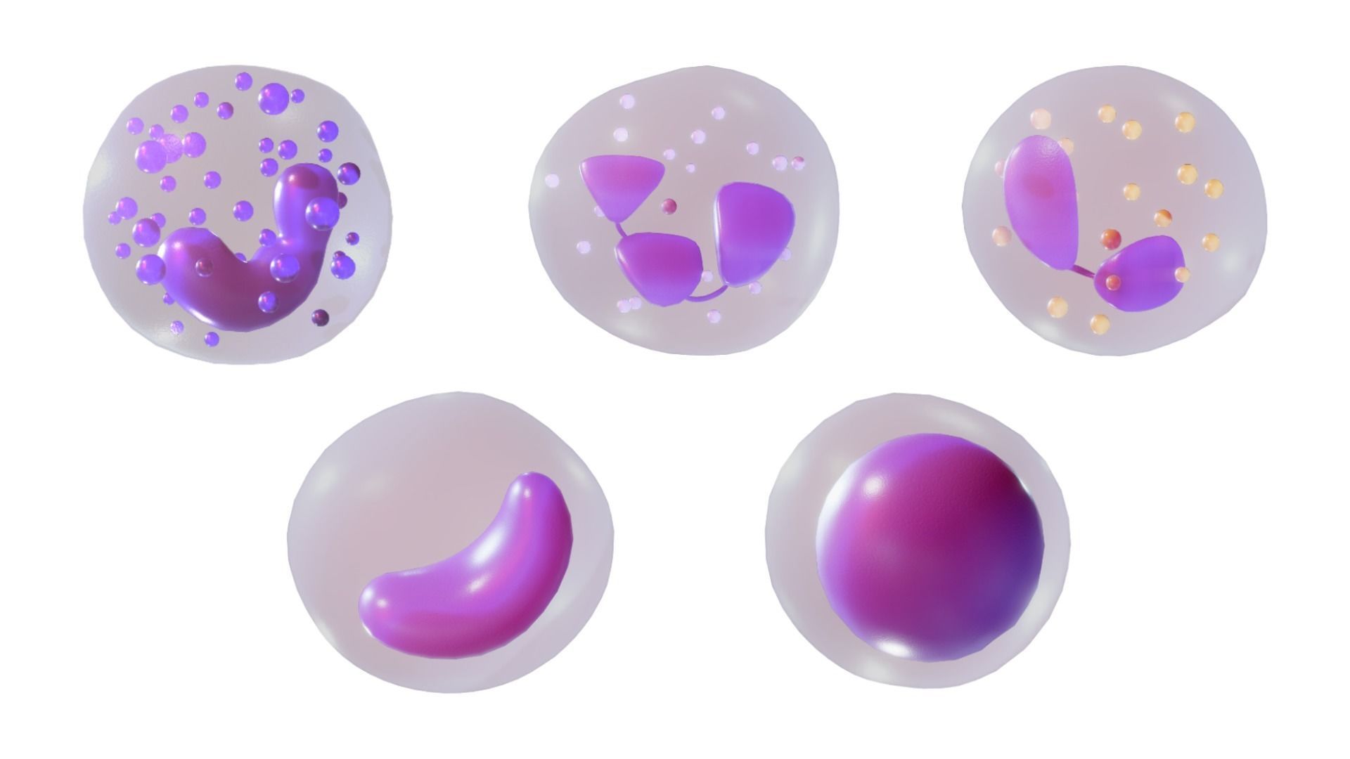 White Blood Cells 3D model_1