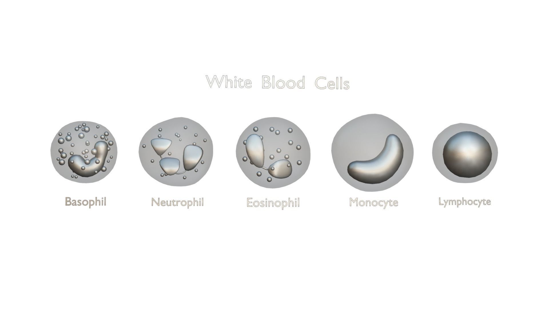 White Blood Cells 3D model_6