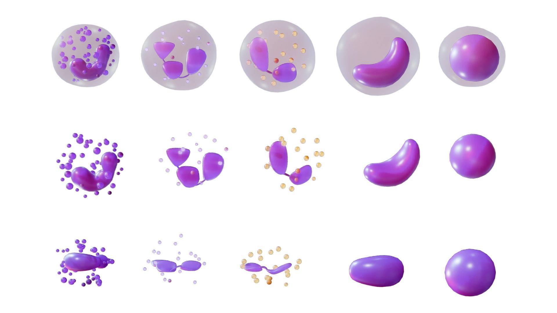 White Blood Cells 3D model_2