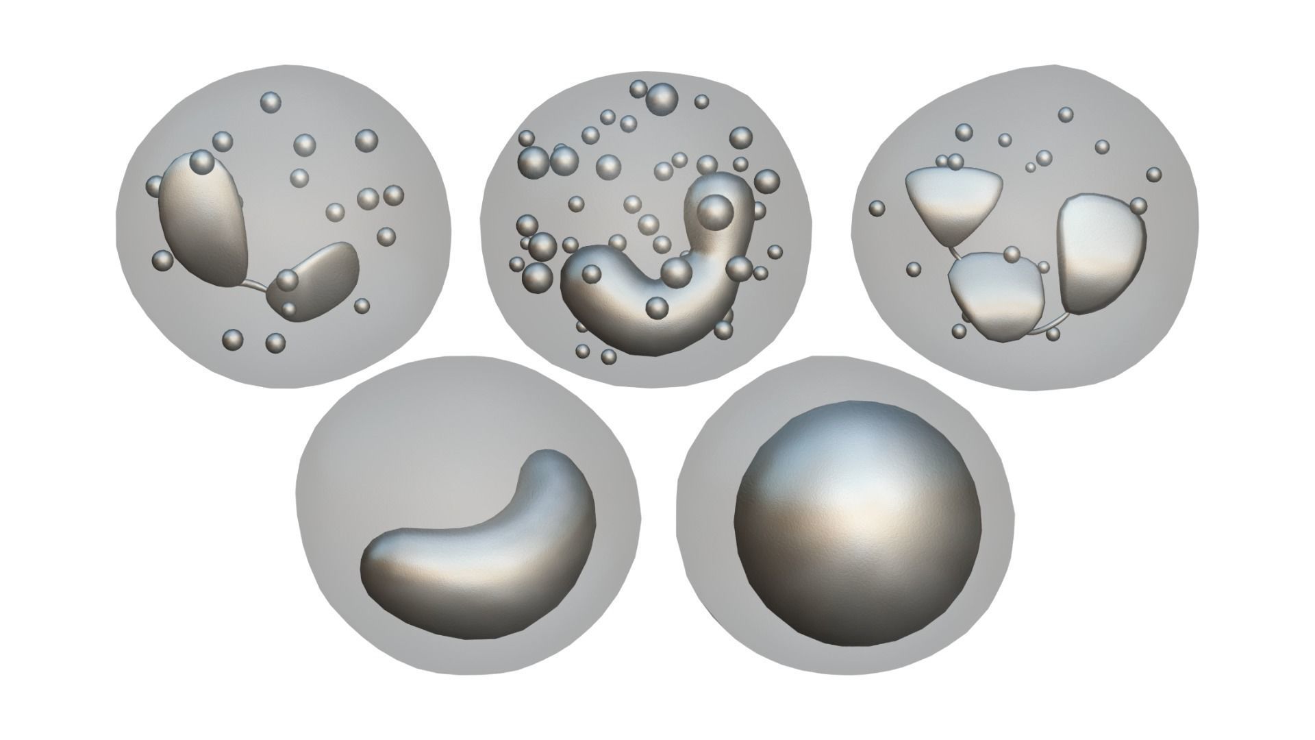 White Blood Cells 3D model_5