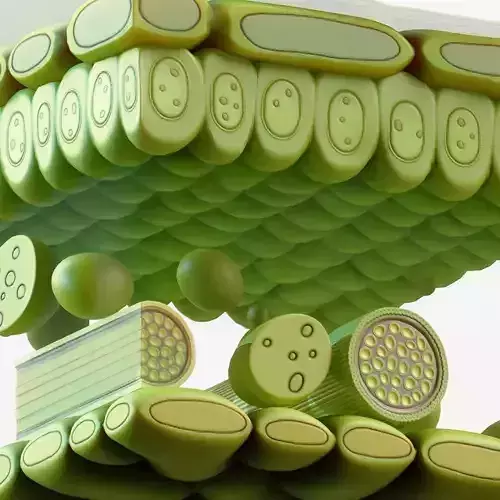 Leaf Anatomy Layers Structure 3D Model in Anatomy