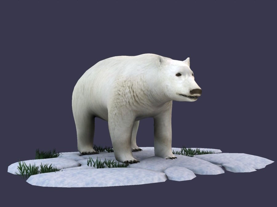White Bear polar bear animal Ar VR animal 3D model_3