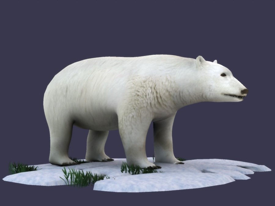 White Bear polar bear animal Ar VR animal 3D model_2