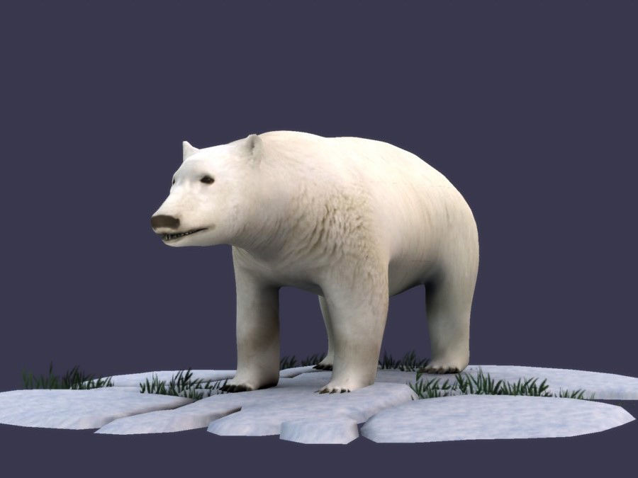 White Bear polar bear animal Ar VR animal 3D model_1