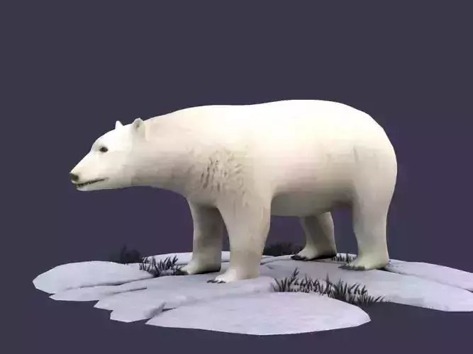 White Bear polar bear animal Ar VR animal