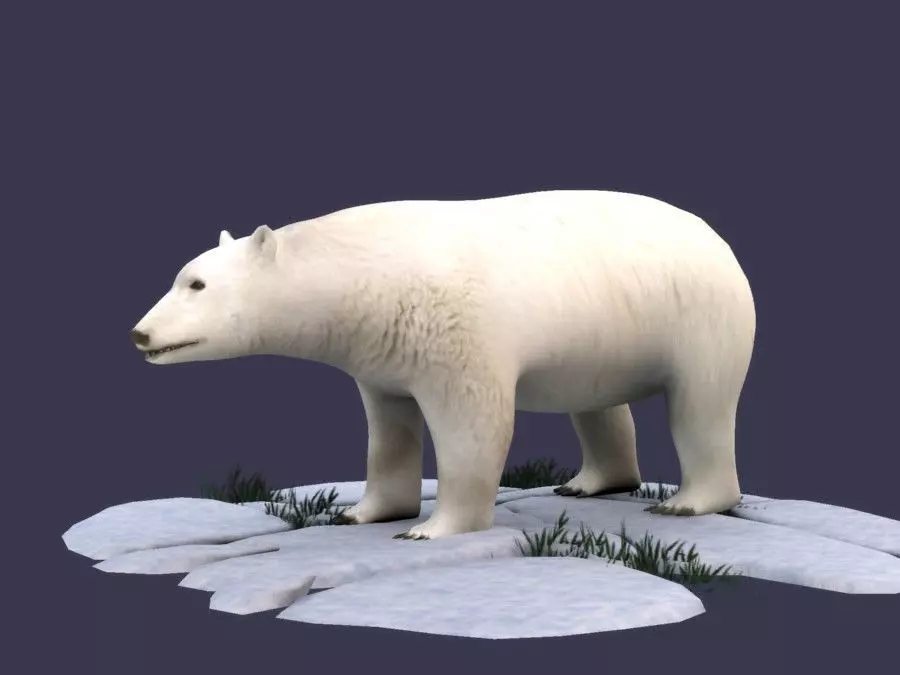 White Bear polar bear animal Ar VR animal 3D model_0