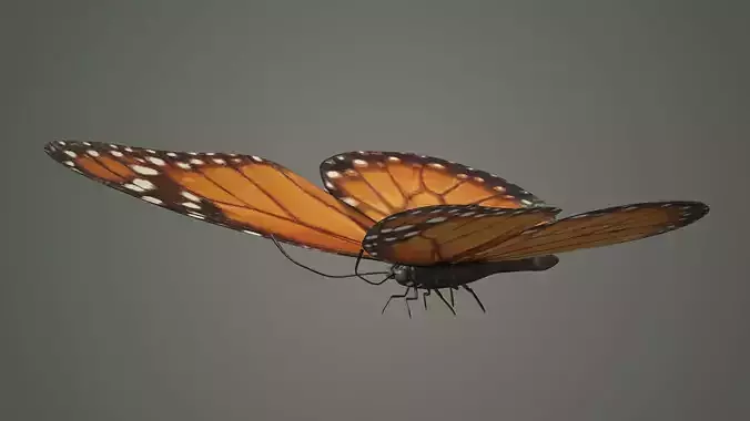 Danaus Plexippus Butterfly Milkweed Monarch tiger wanderer 