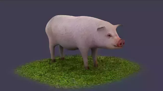 Pig wild Farm Teeth Eyes Trousers Dress Animals mammal