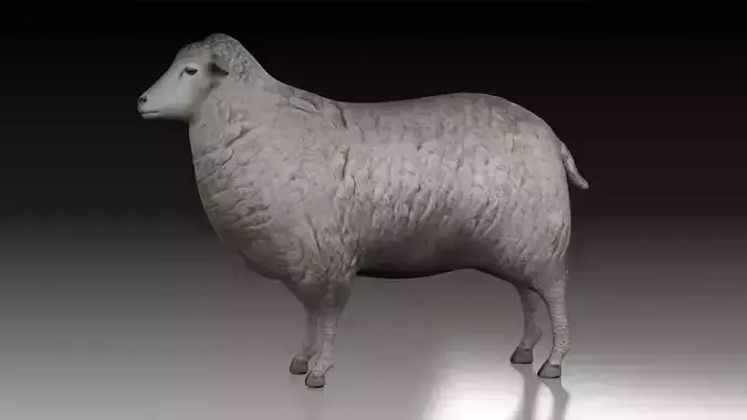 sheep ram ewe lamp wool fur farm livestock domesticated merino 