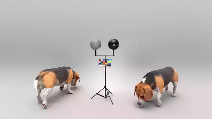 Beagle 40 Low-poly 3D model