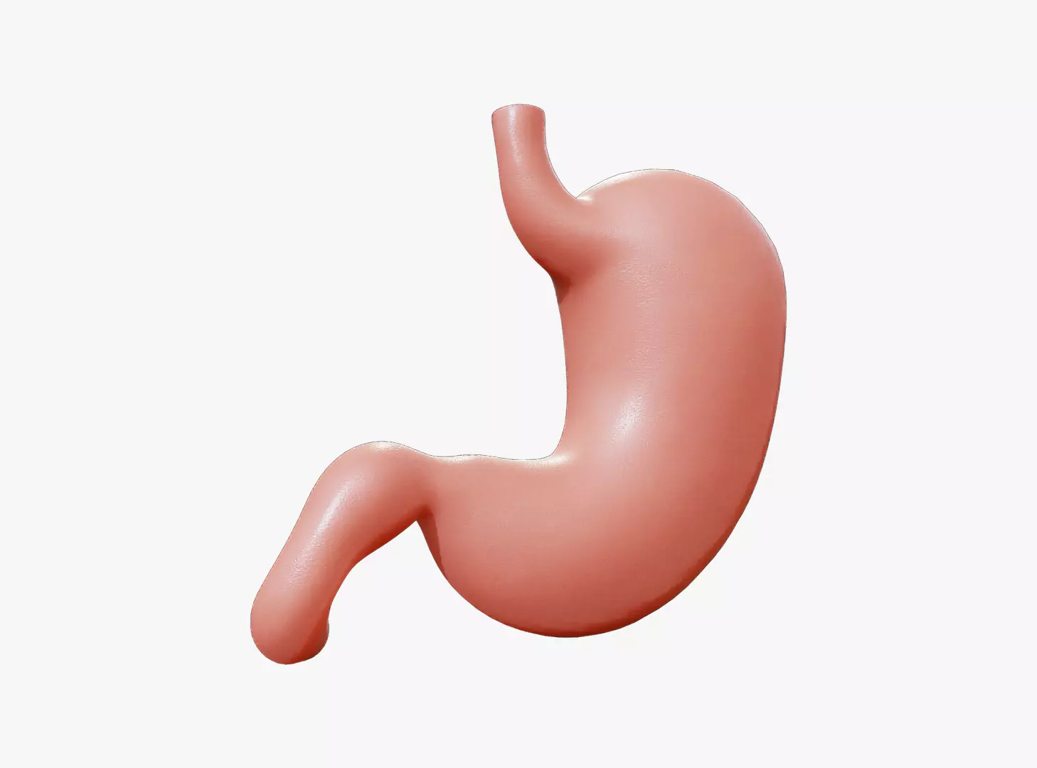 Human Stomach Anatomy Low-poly 3D model_0