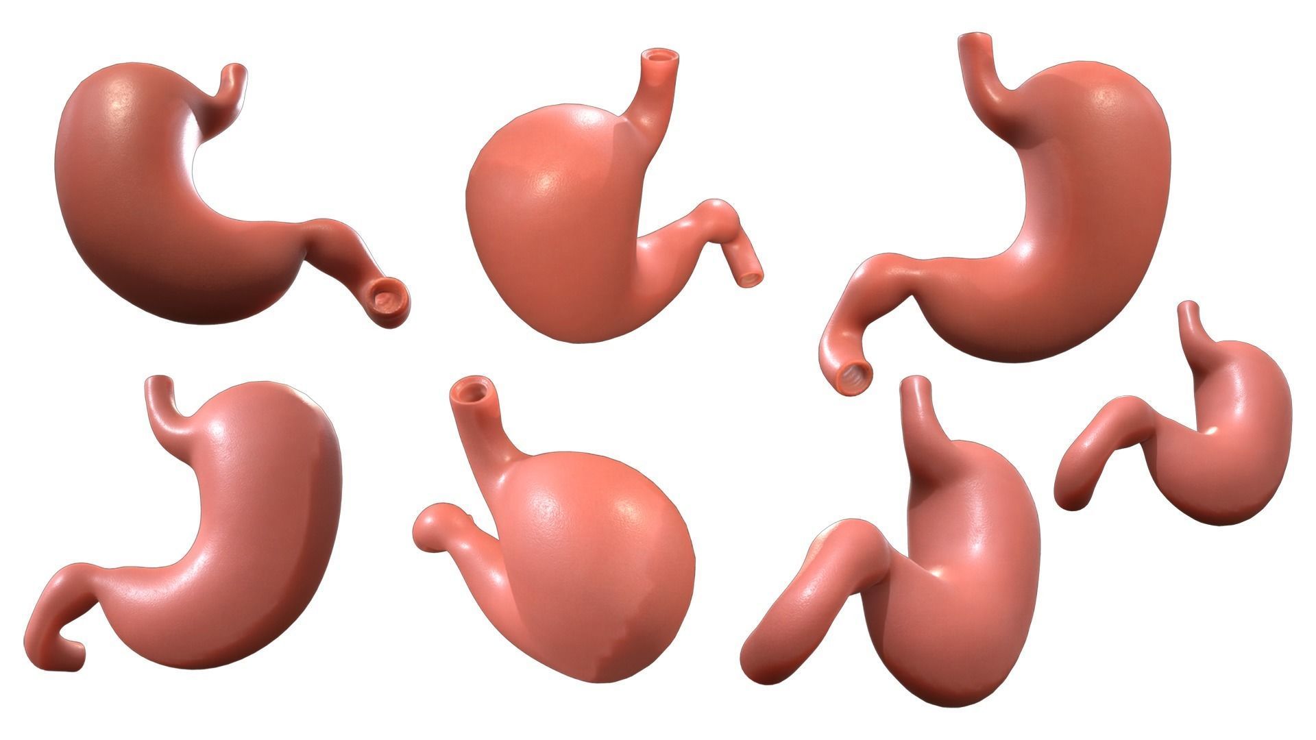Human Stomach Anatomy Low-poly 3D model_2