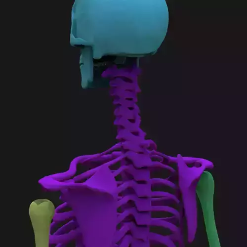 Human Skeleton 3D print model