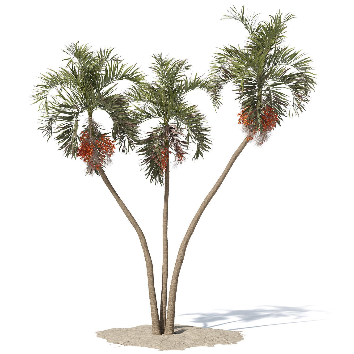 Adonidia Merrillii palm tree 3D model_1